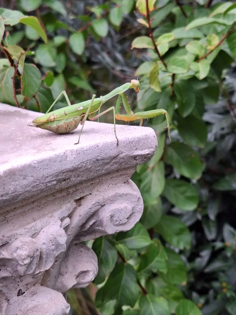 Diseño de Jardines Pequeños