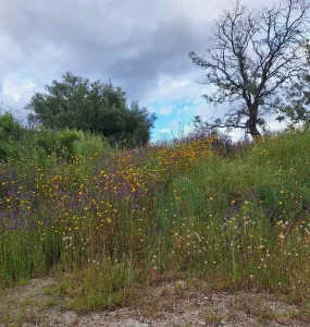 Mantenimiento de Jardines y Zonas verdes