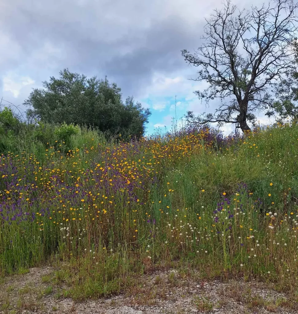 Mantenimiento de Jardines y Zonas verdes